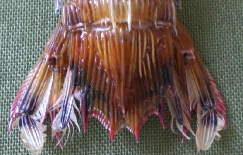 carinosquilla balicasag T.F.C. telson dorsal view.bmp